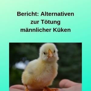 Bericht Alternativen zur Tötung männlicher Küken